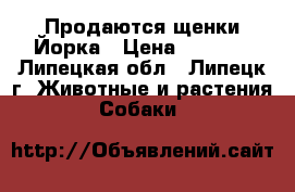 Продаются щенки Йорка › Цена ­ 8 000 - Липецкая обл., Липецк г. Животные и растения » Собаки   